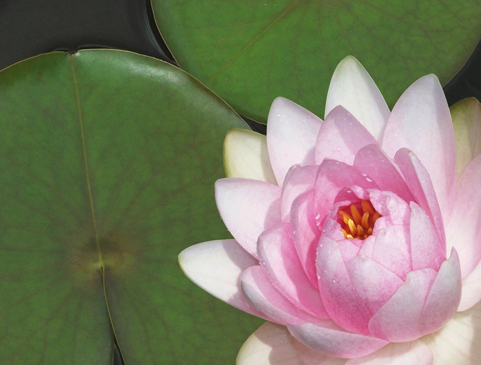 Photography by pixel8r for DesignCrowd (Community Contests) | Design #9025578