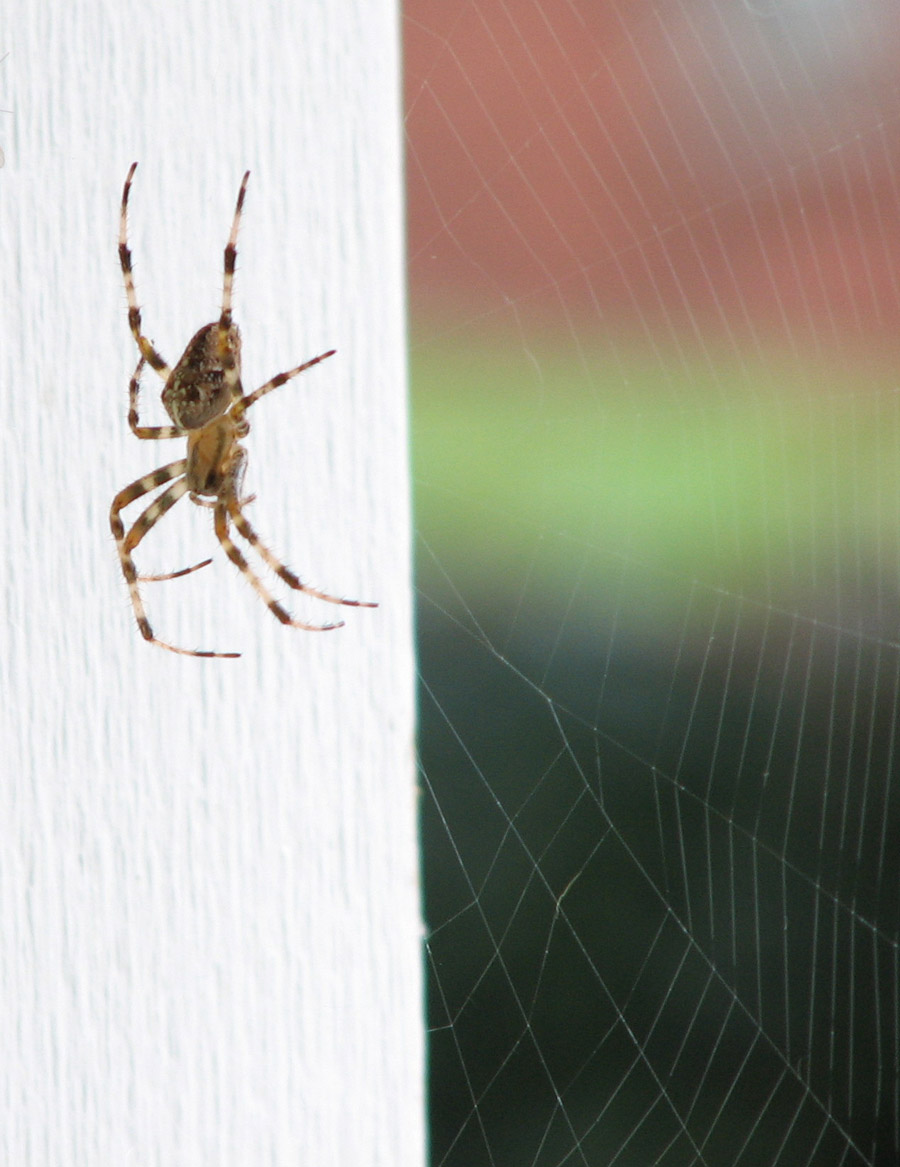 Photography by UnoBADFISH for DesignCrowd (Community Contests) | Design #9025606