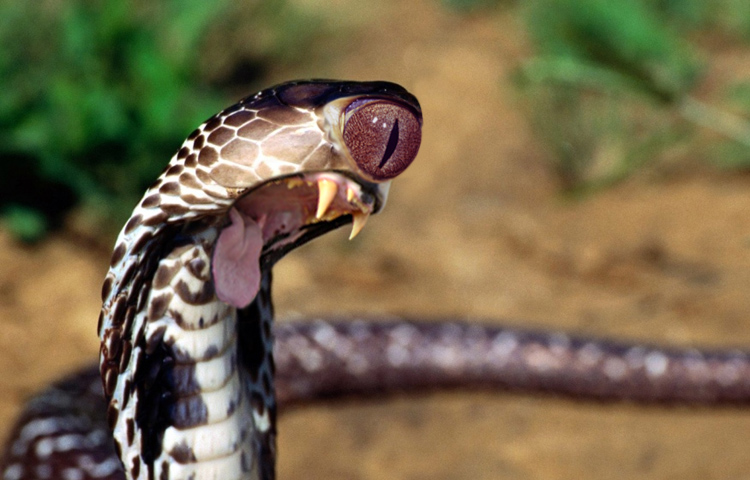 Photoshop-Design von Ron Miller für DesignCrowd (Community Contests) | Design #9029490