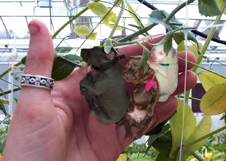 Photoshop-Design von Irrwitzer für DesignCrowd (Community Contests) | Design #9018837