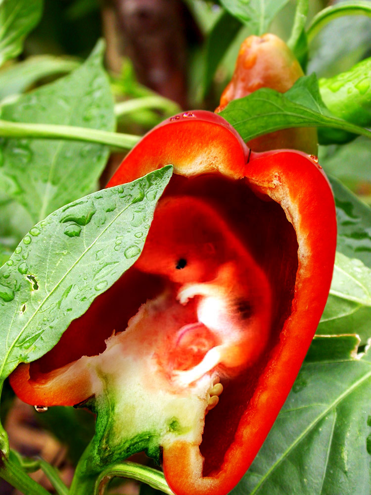 Photoshop Design by bananasfritters for DesignCrowd (Community Contests) | Design #9018841