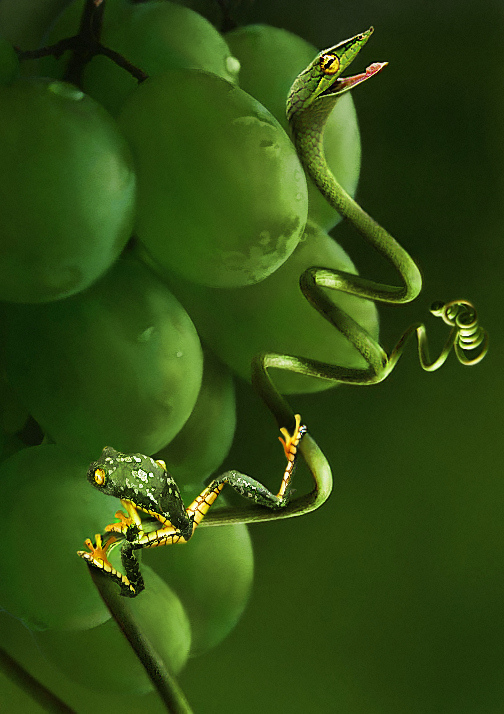 Photoshop Design by Ziaphra for DesignCrowd (Community Contests) | Design #9018808