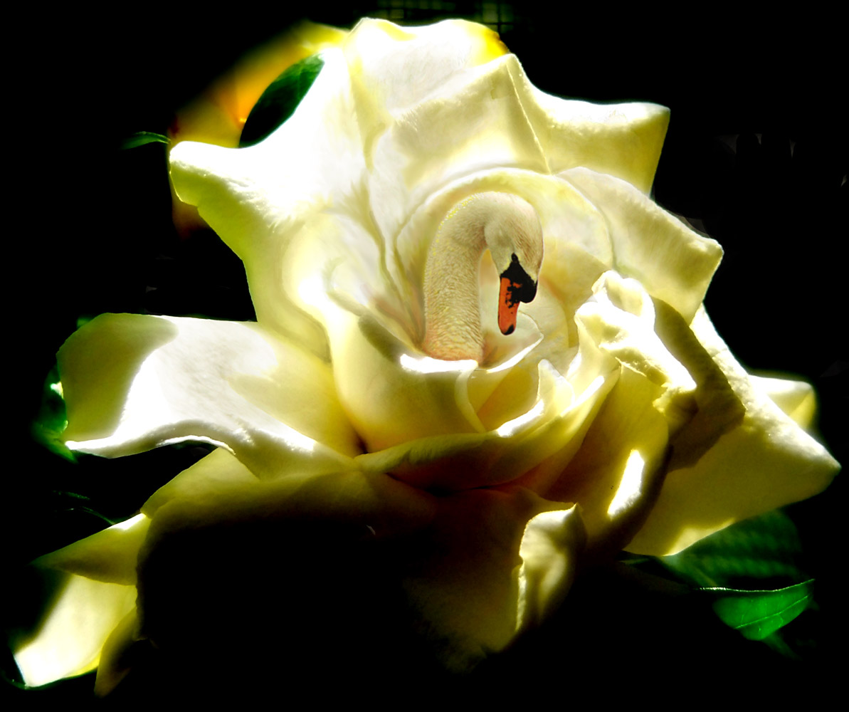 Photoshop-Design von Lacenflanl für DesignCrowd (Community Contests) | Design #9018961