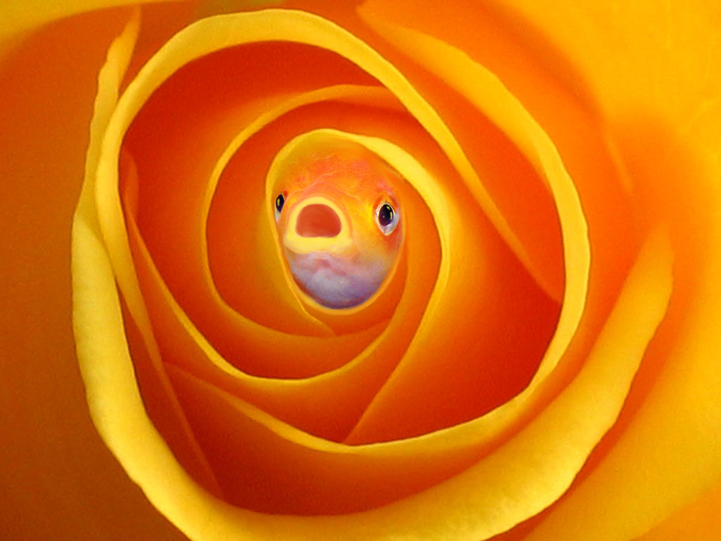 Photoshop Design by RupturedSpleen for DesignCrowd (Community Contests) | Design #9018971