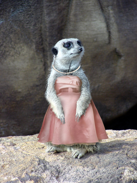 Photoshop Design by rblack for DesignCrowd (Community Contests) | Design #9032633