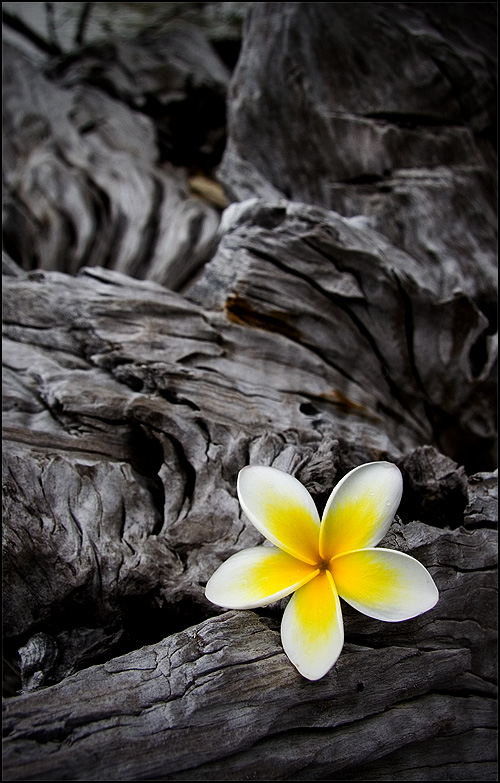 Photographie par mated1976 pour DesignCrowd (Community Contests) | Design #9024194