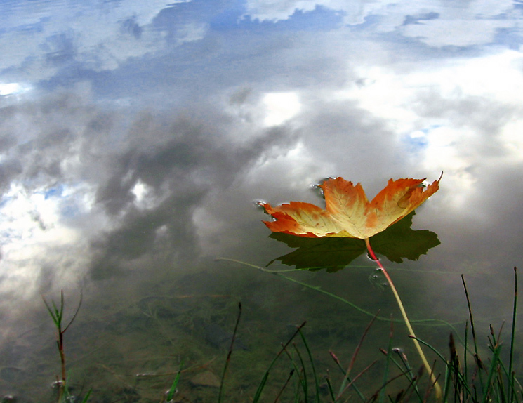 Fotografie von Firenzesca für DesignCrowd (Community Contests) | Design #9024313