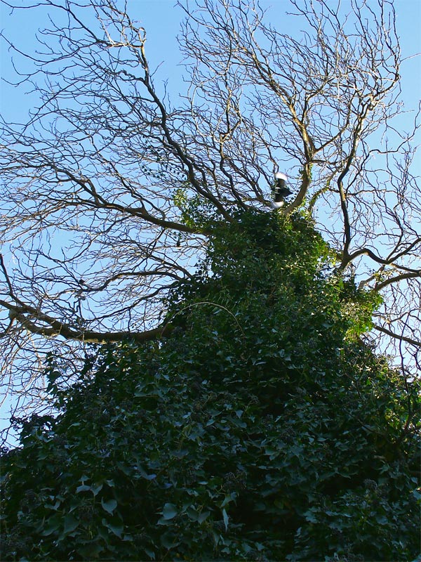 Fotografie von IsleofJura für DesignCrowd (Community Contests) | Design #9020817