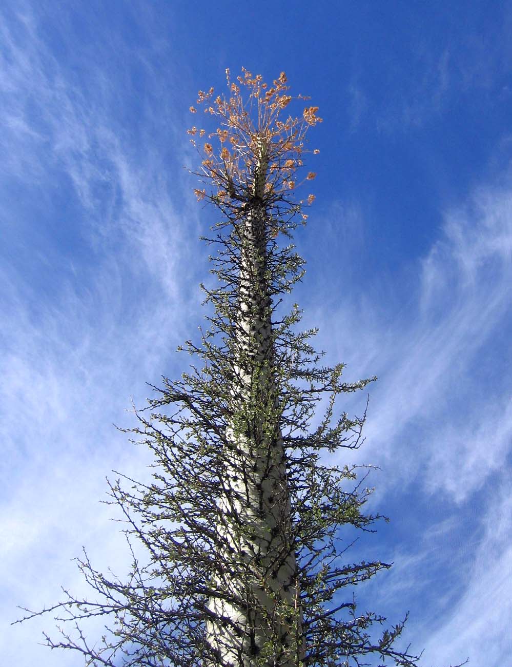 Photographie par pykeman pour DesignCrowd (Community Contests) | Design #9020866