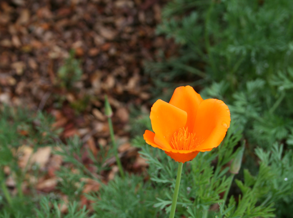 Fotografie von drdonallen für DesignCrowd (Community Contests) | Design #9024294