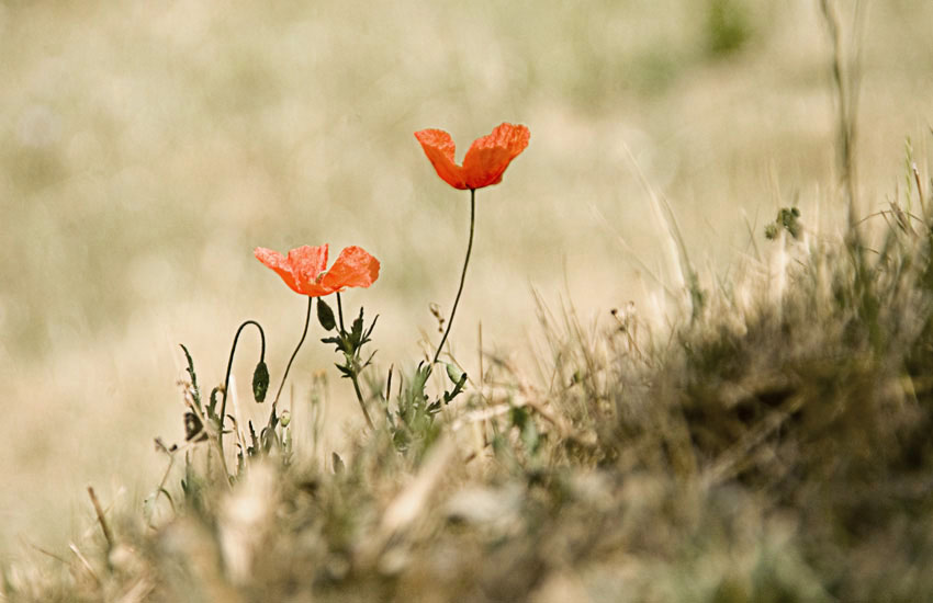 Fotografie von ewall53 für DesignCrowd (Community Contests) | Design #9024346