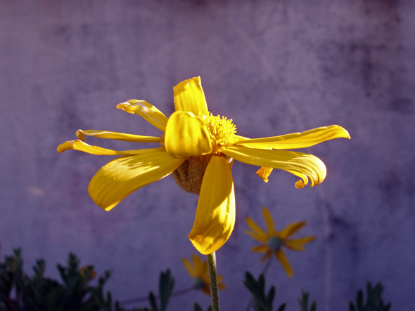 Photography by splong for DesignCrowd (Community Contests) | Design #9024443