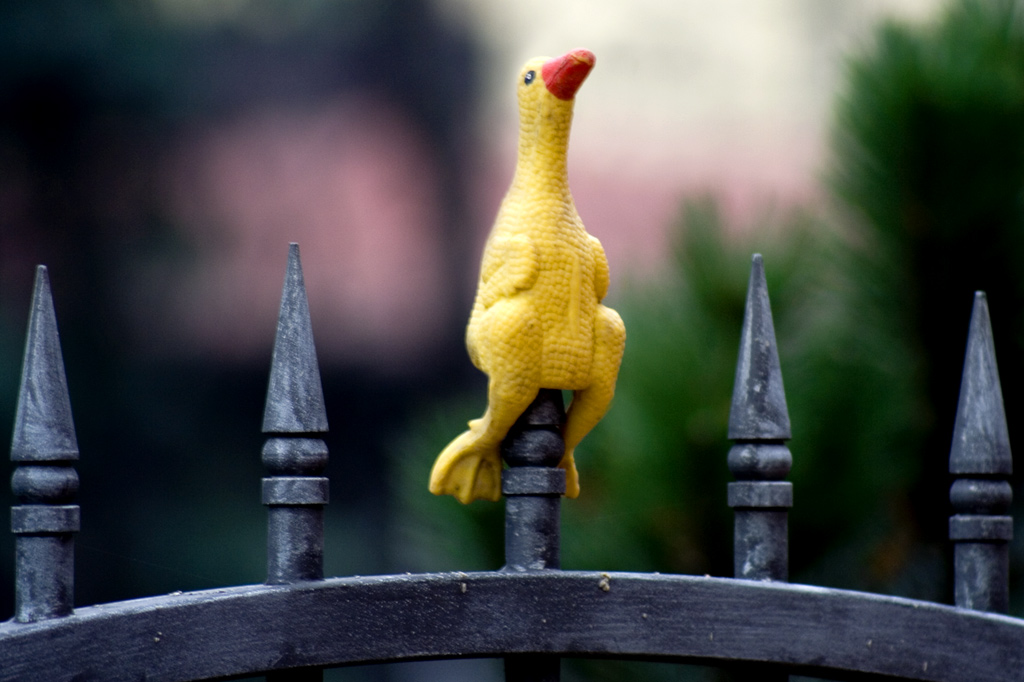 Photography by majkus for DesignCrowd (Community Contests) | Design #9024370