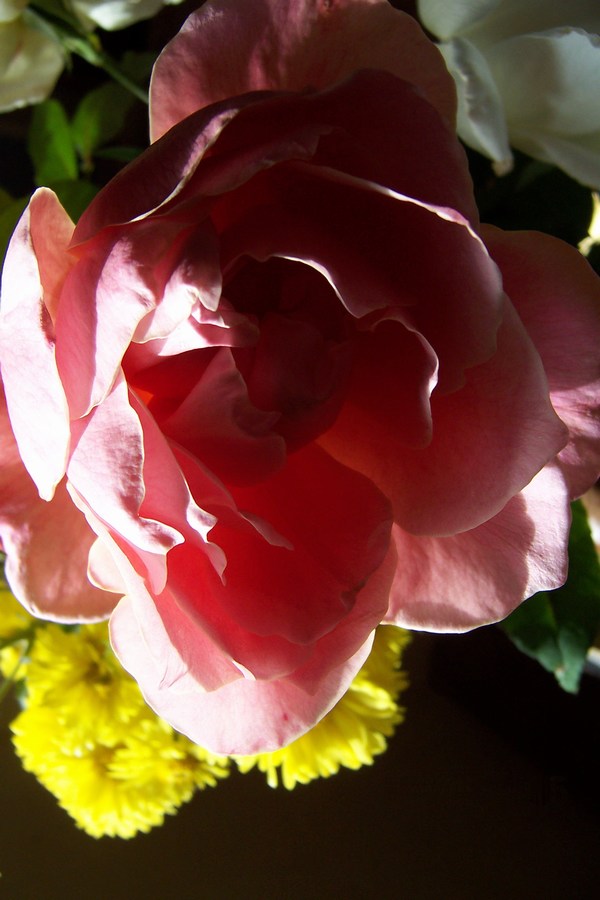 Fotografie von yavannilde für DesignCrowd (Community Contests) | Design #9023611