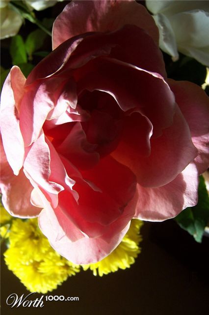 Photography by yavannilde