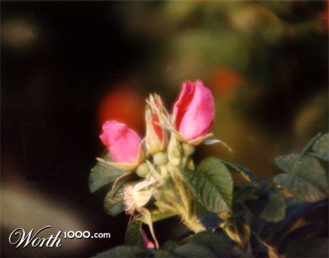 Photography by Chessi43
