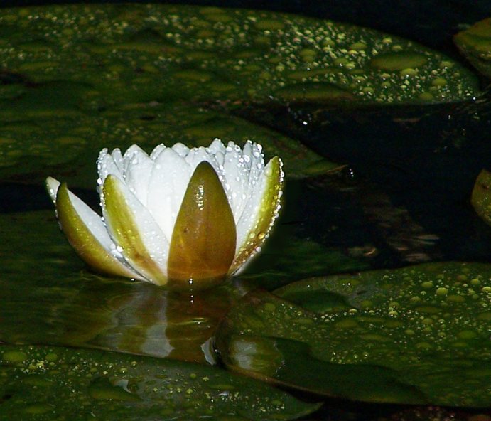 Photography by khudson for DesignCrowd (Community Contests) | Design #9024433