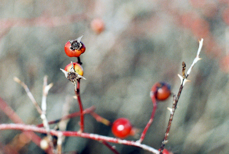 Fotografía por zenit47 para DesignCrowd (Community Contests) | Diseño #9024364