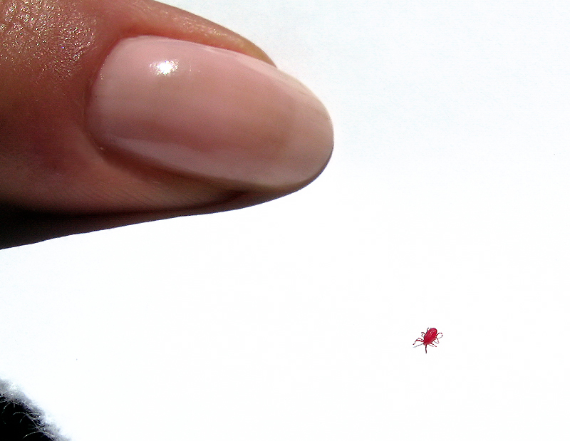 Fotografie von Firenzesca für DesignCrowd (Community Contests) | Design #9023803