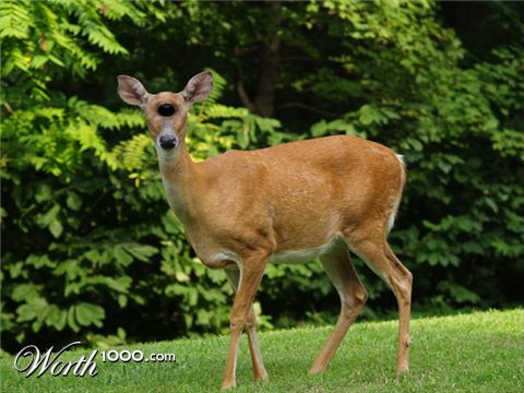 Photoshop Design by plontonious