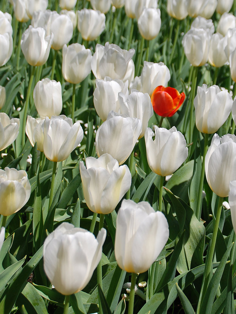 Photographie par gymp93 pour DesignCrowd (Community Contests) | Design #9024555