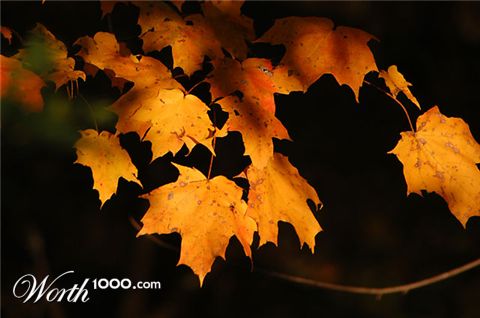 Photography by LADPUPMOE