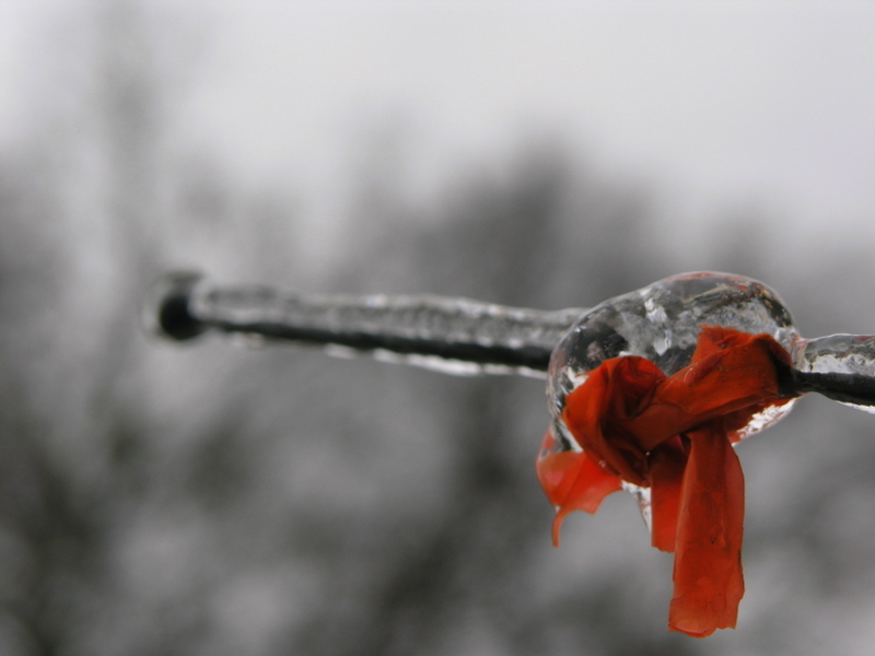 Photographie par polardude1983 pour DesignCrowd (Community Contests) | Design #9024533