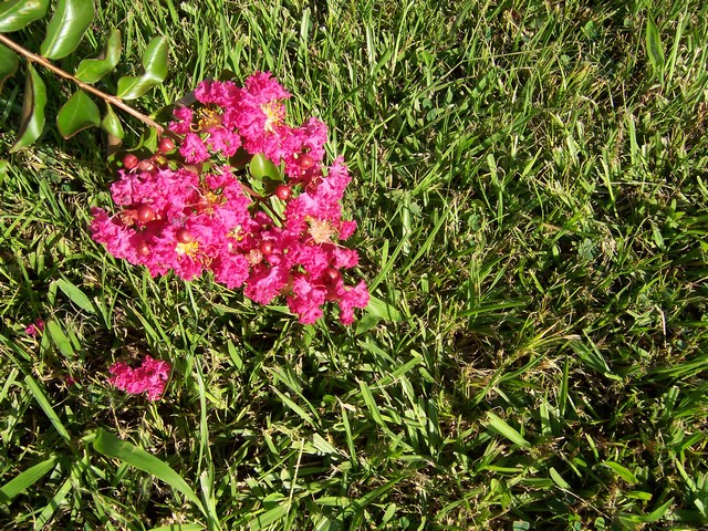 Fotografía por yavannilde para DesignCrowd (Community Contests) | Diseño #9024503