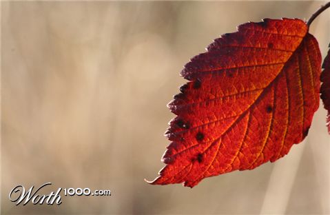 Photography by nemesis2207