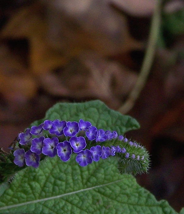 Photography by pixel8r for DesignCrowd (Community Contests) | Design #9024643