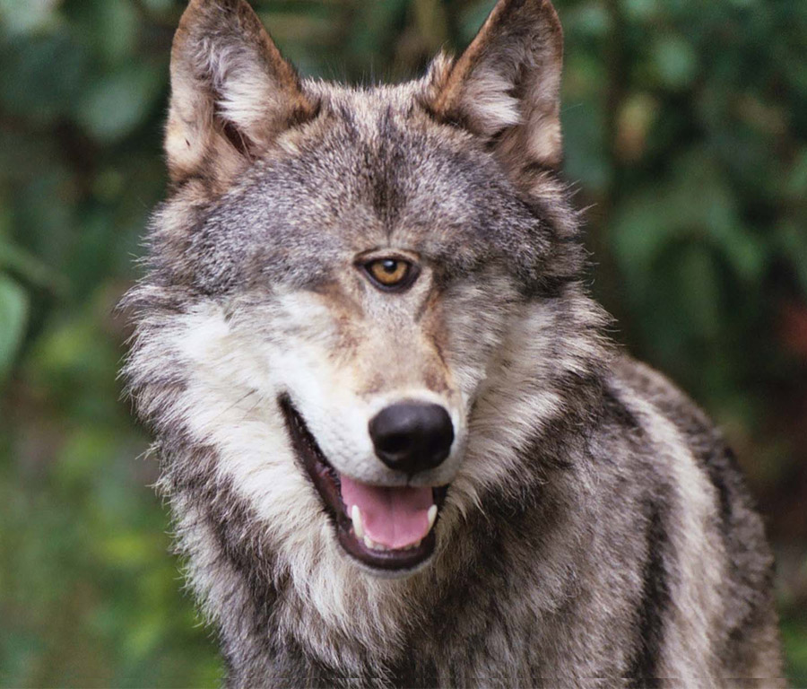 Design Photoshop par xxlant pour DesignCrowd (Community Contests) | Design #9023572