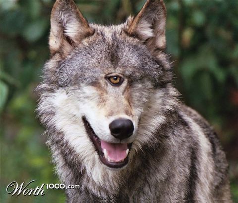 Photoshop Design by xxlant