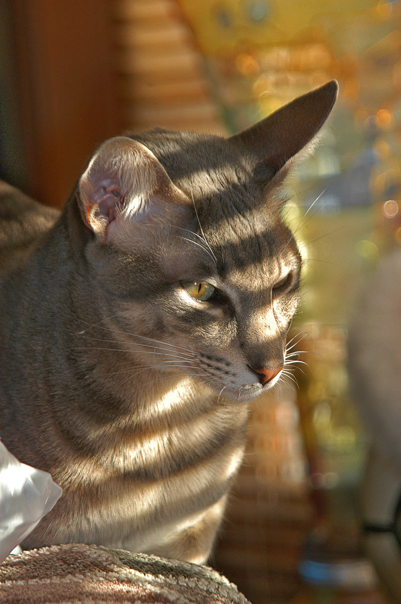 Fotografie von ewall53 für DesignCrowd (Community Contests) | Design #9023650