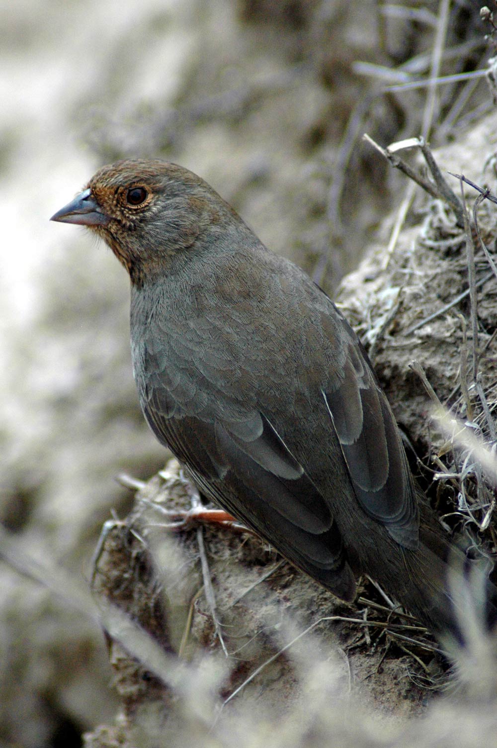 Photography by BlitzMan for DesignCrowd (Community Contests) | Design #9023879