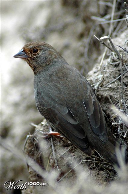 Photography by BlitzMan