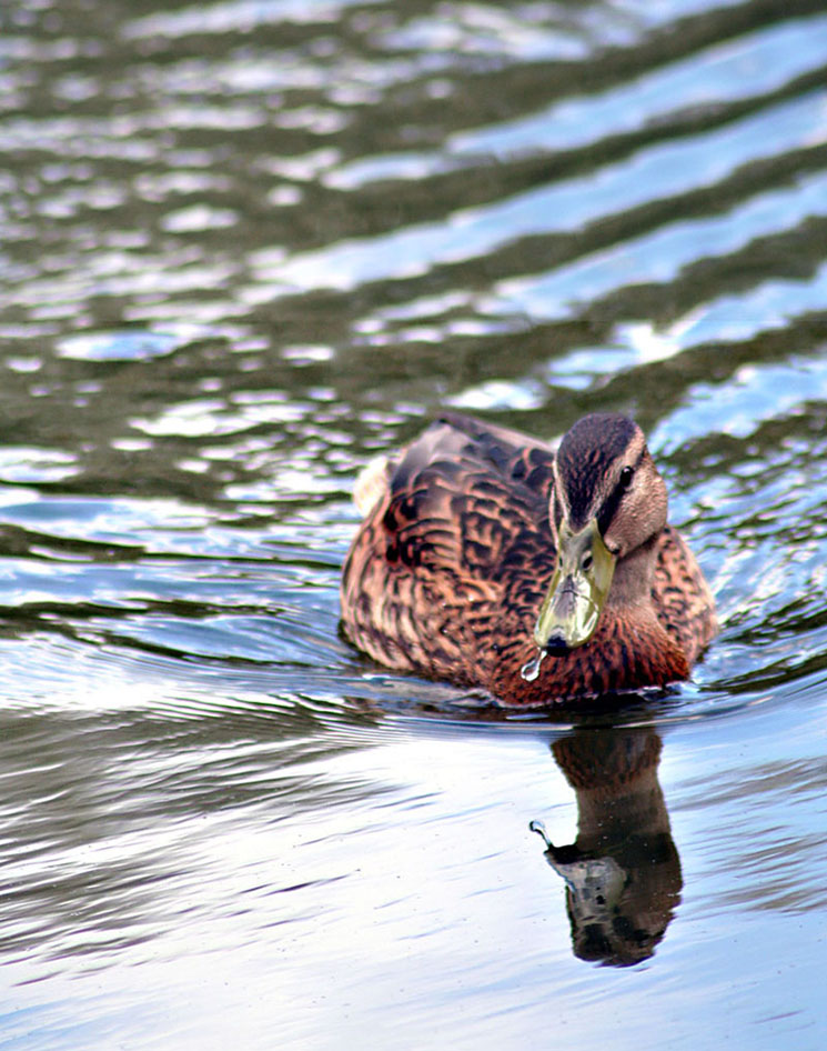 Photographie par TotalDomination pour DesignCrowd (Community Contests) | Design #9023888