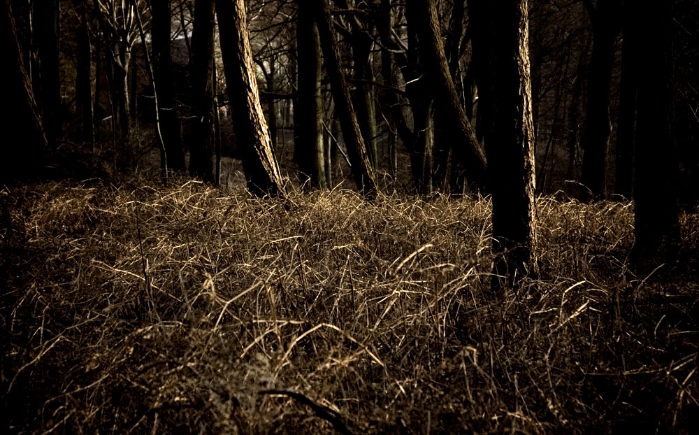 Photography by mightyflup for DesignCrowd (Community Contests) | Design #9023653