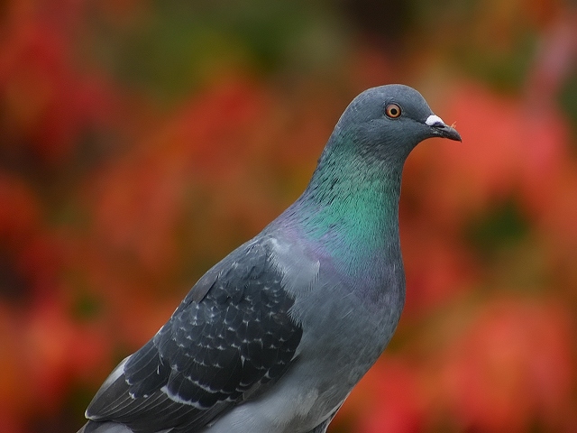 Photography by KarenC for DesignCrowd (Community Contests) | Design #9023882