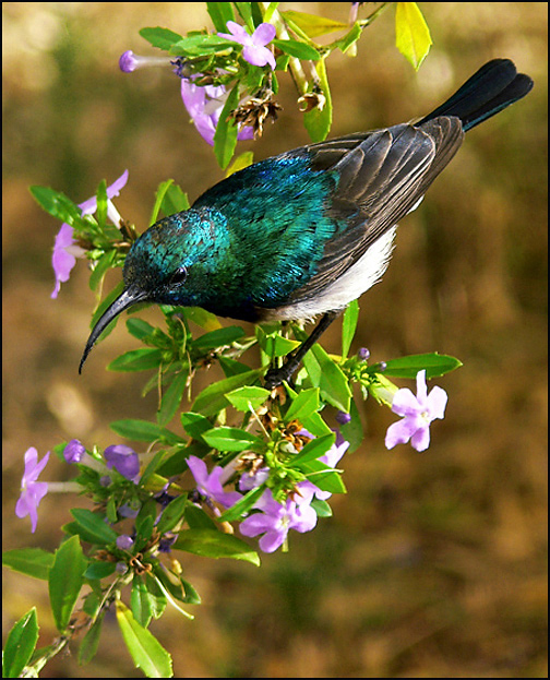 Fotografie von droomluiperd für DesignCrowd (Community Contests) | Design #9023899