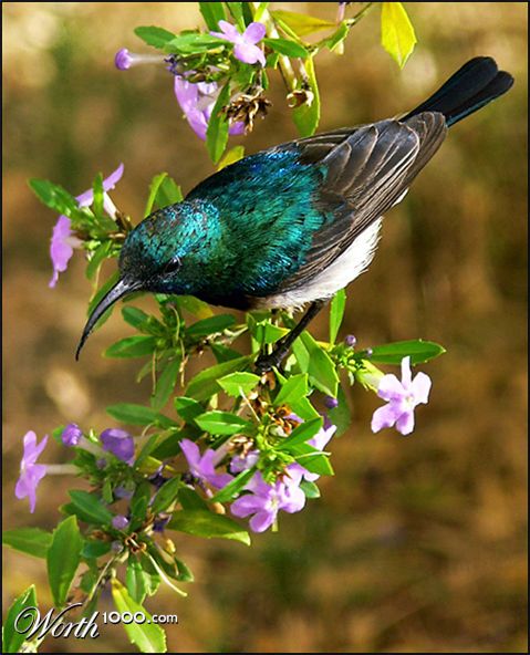 Photography by droomluiperd