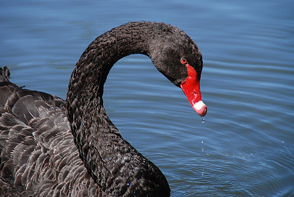 Fotografía por gymp93 para DesignCrowd (Community Contests) | Diseño #9023950