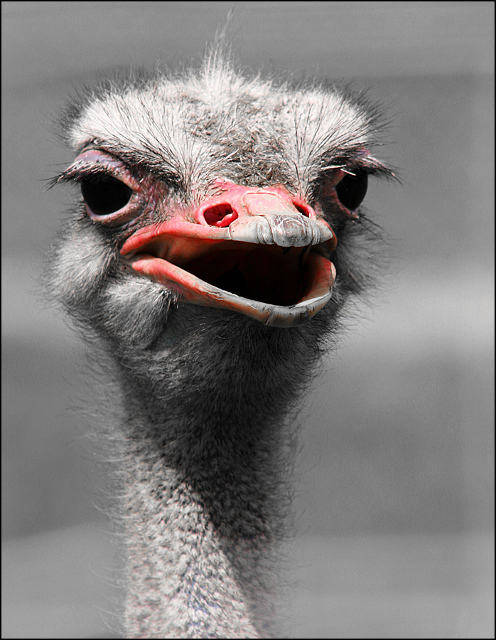 Fotografie von SigloV für DesignCrowd (Community Contests) | Design #9023929