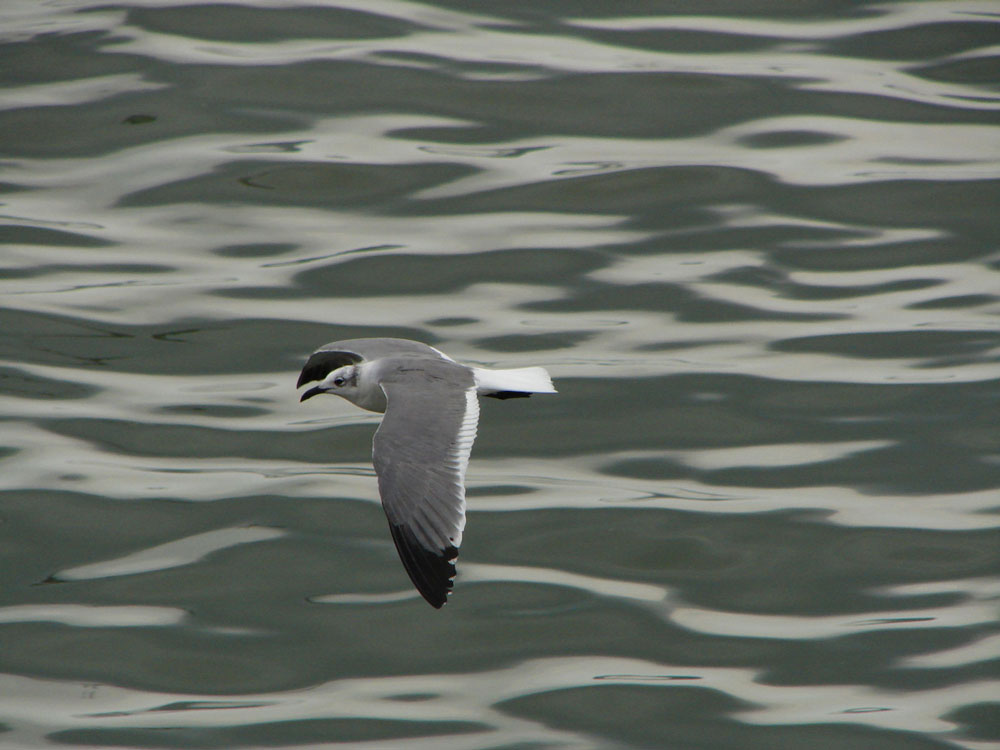 Fotografie von sebasfournier für DesignCrowd (Community Contests) | Design #9023956