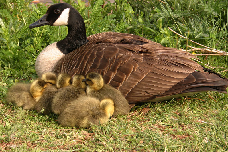 Photographie par rdchdwck pour DesignCrowd (Community Contests) | Design #9023935