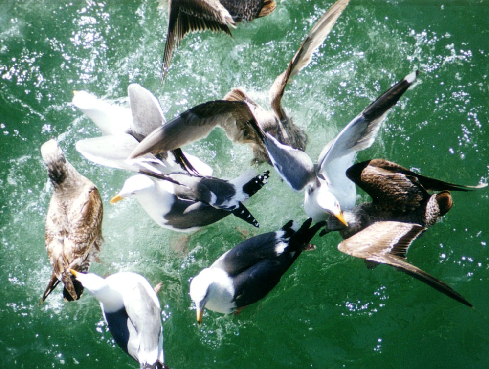 Photography by Tinman1000 for DesignCrowd (Community Contests) | Design #9023938