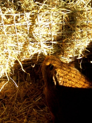 Fotografie von Stubblychin für DesignCrowd (Community Contests) | Design #9023718