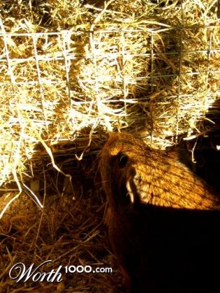 Photography by Stubblychin