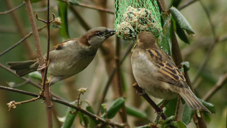 Photography by DoggySpew for DesignCrowd (Community Contests) | Design #9023976