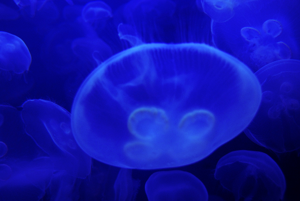 Photography by cshutt for DesignCrowd (Community Contests) | Design #9023766