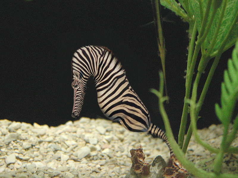 Photoshop Design by rblack for DesignCrowd (Community Contests) | Design #9019594